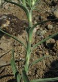 Dianthus pseudarmeria