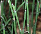 Equisetum hyemale