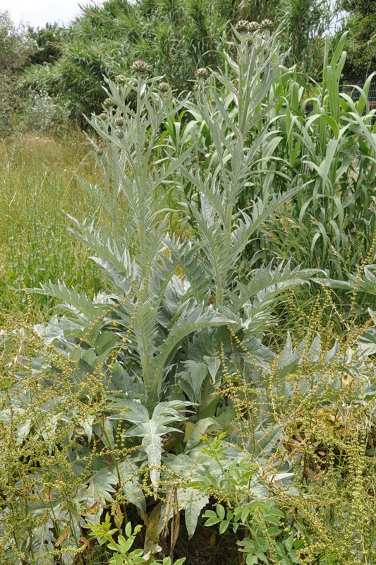 Изображение особи Cynara scolymus.