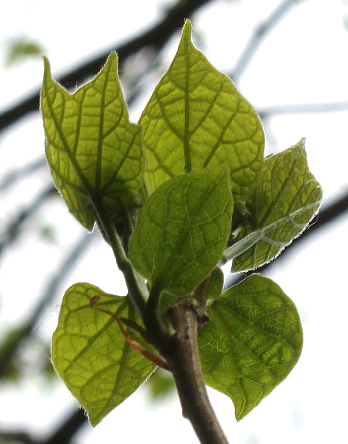 Image of Alangium platanifolium specimen.
