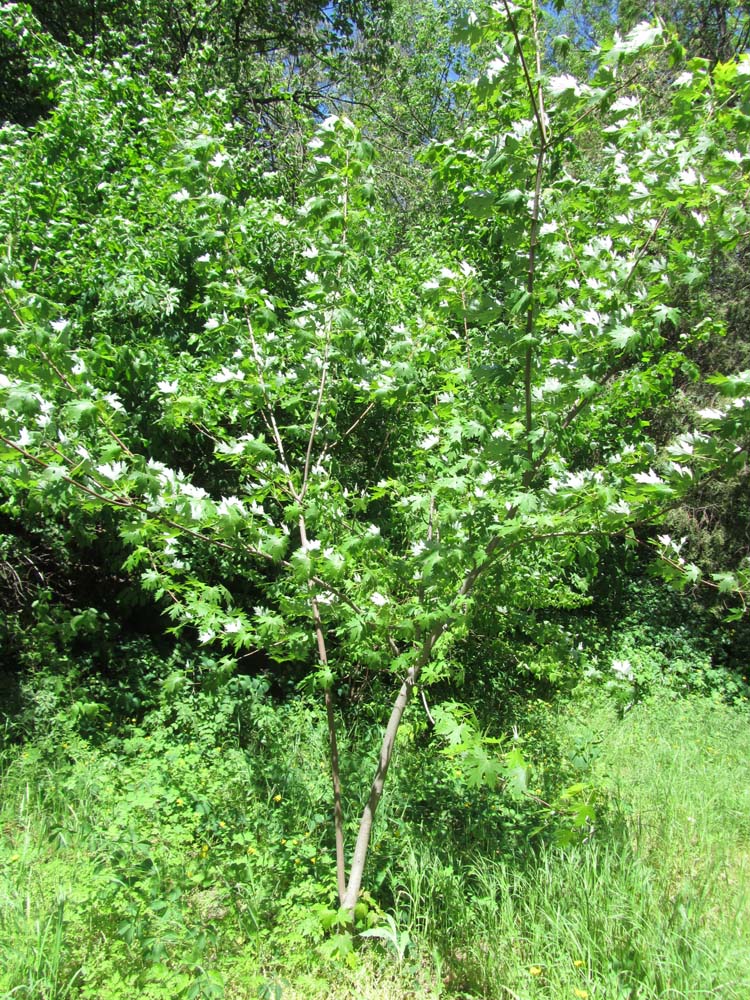 Image of genus Acer specimen.