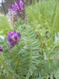 Oxytropis strobilacea