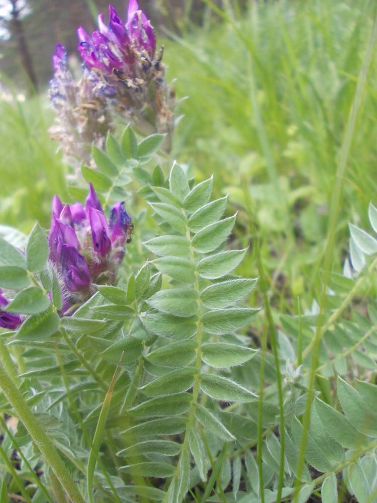 Изображение особи Oxytropis strobilacea.