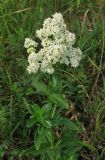 Galium rubioides. Верхушка цветущего растения. Крым, окр. с. Перевальное, ур. Аян, луговая степь. 13 июня 2013 г.