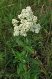 Galium rubioides