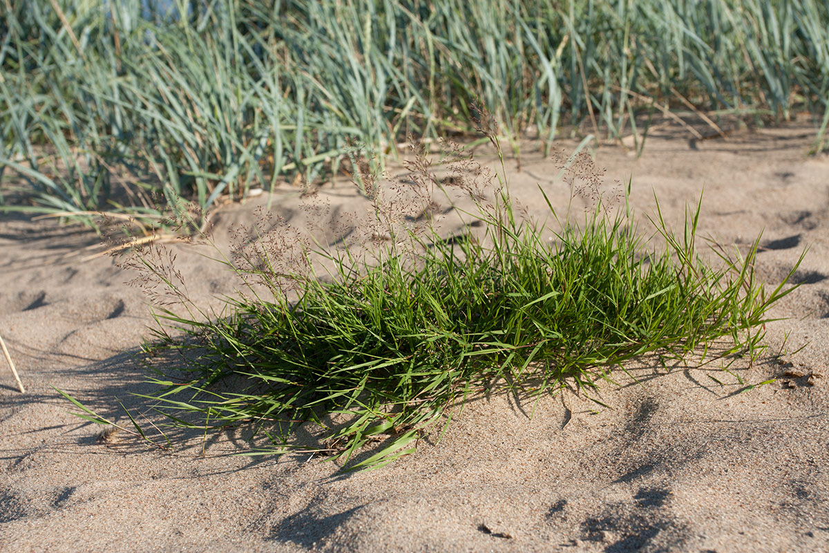 Изображение особи Agrostis stolonifera.