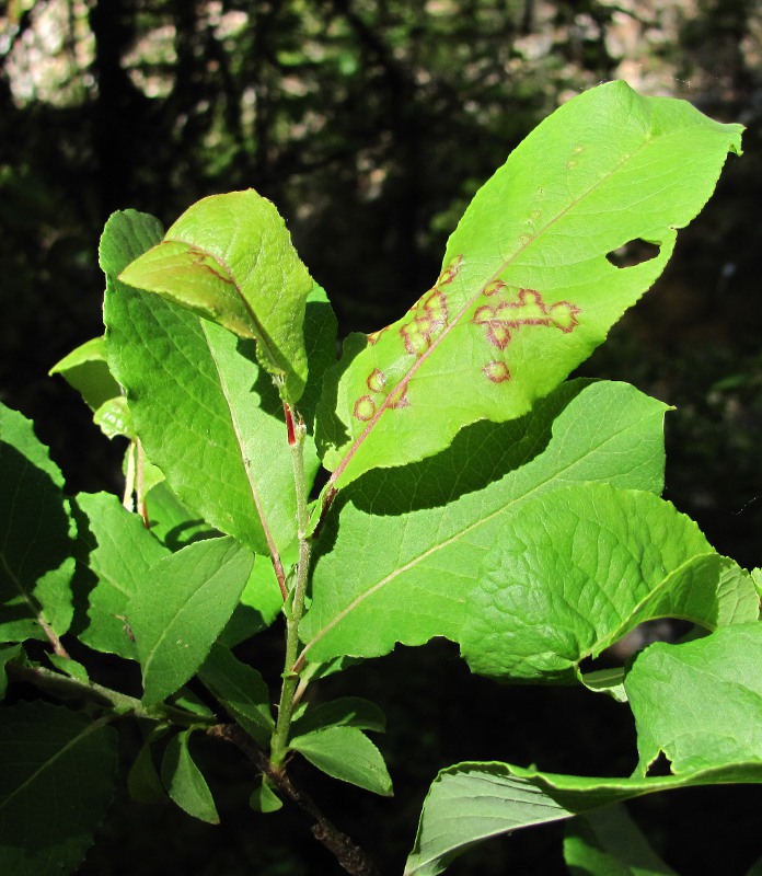 Image of Salix hastata specimen.