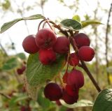 genus Cotoneaster