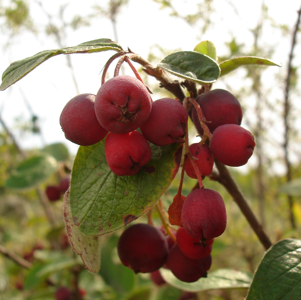 Изображение особи род Cotoneaster.