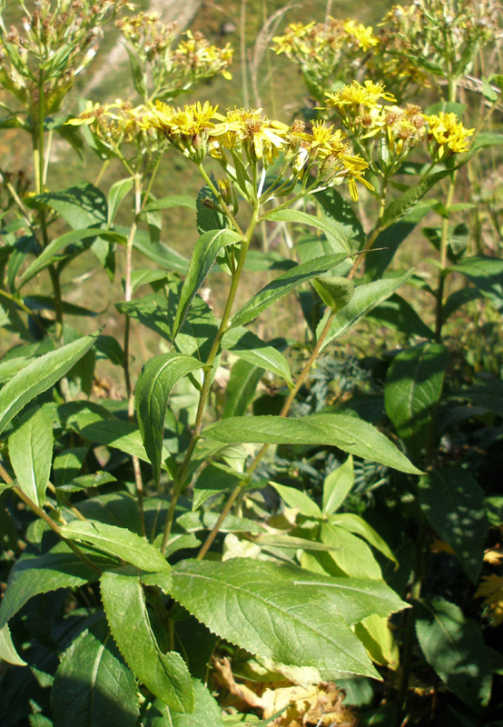 Image of Senecio propinquus specimen.