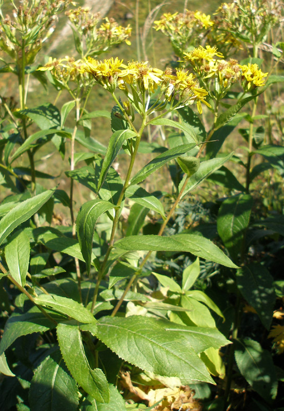 Изображение особи Senecio propinquus.