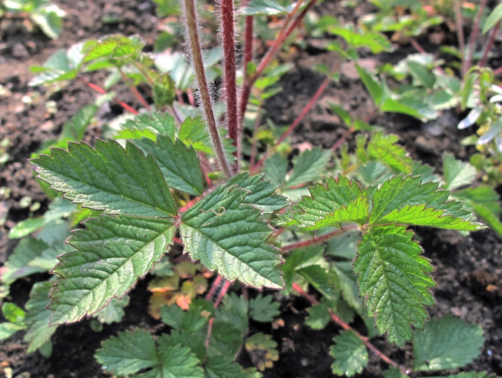 Изображение особи Potentilla inquinans.