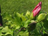 Hibiscus syriacus