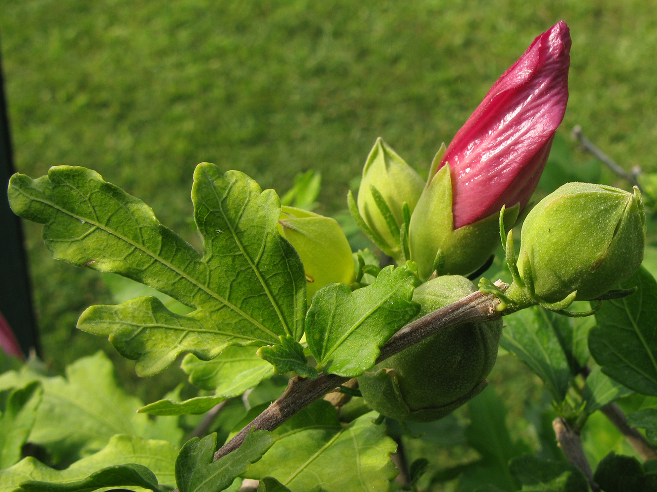 Изображение особи Hibiscus syriacus.