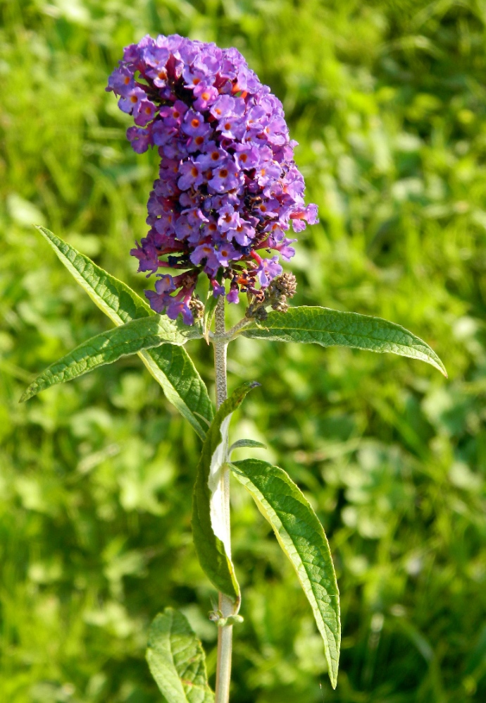 Image of Buddleja davidii specimen.