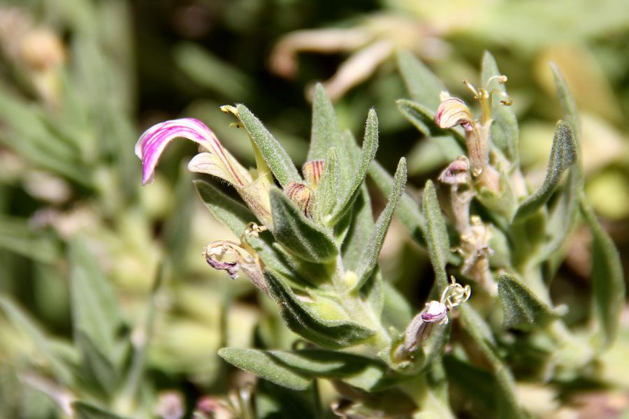 Image of Ajuga turkestanica specimen.