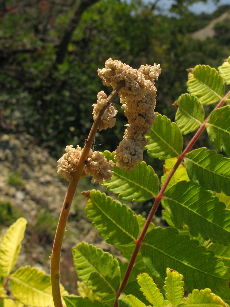 Изображение особи Rhus coriaria.