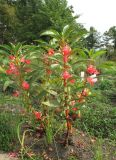 Impatiens balsamina