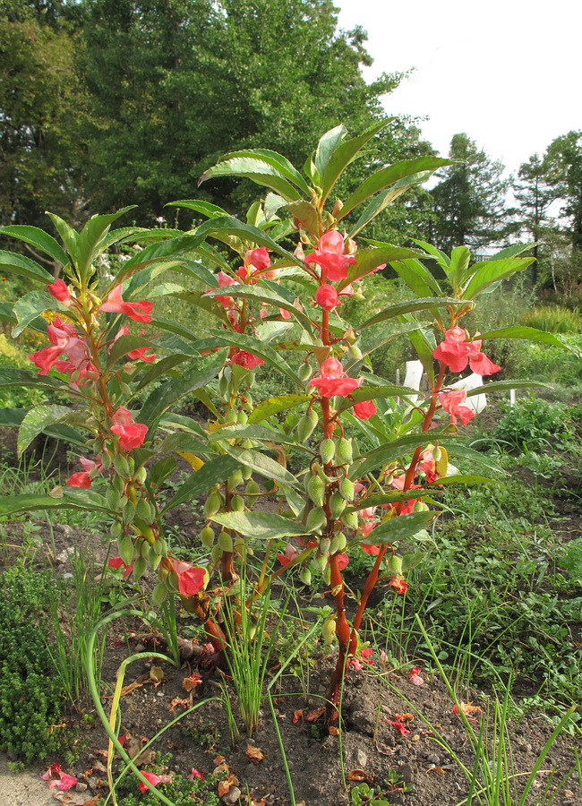 Image of Impatiens balsamina specimen.