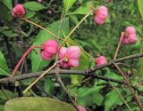 Euonymus maackii