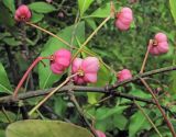 Euonymus maackii. Часть ветви с плодами. Владивосток, Ботанический сад-институт ДВО РАН. 7 сентября 2013 г.