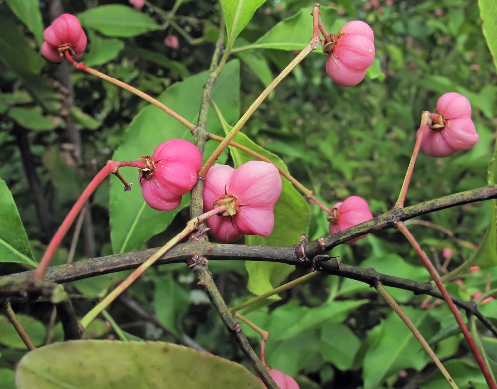 Изображение особи Euonymus maackii.