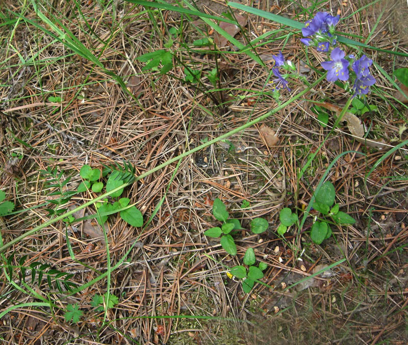 Image of Polemonium caeruleum specimen.