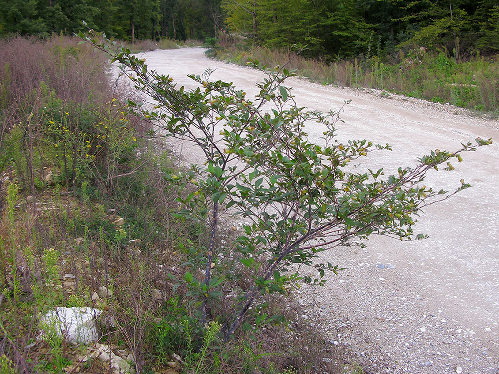 Image of Atropa caucasica specimen.