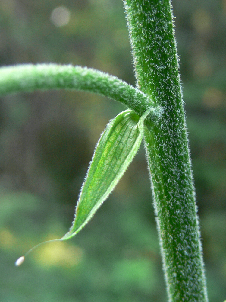 Image of Veratrum lobelianum specimen.