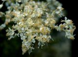 Filipendula ulmaria. Цветки. Московская обл., Раменский р-н, окр. ж.-д. платформы Хрипань, залежь. 20.07.2013.