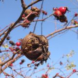 Rosa iberica. Галл. Краснодарский край, г. Крымск, территория ОСС. 26.10.2013.