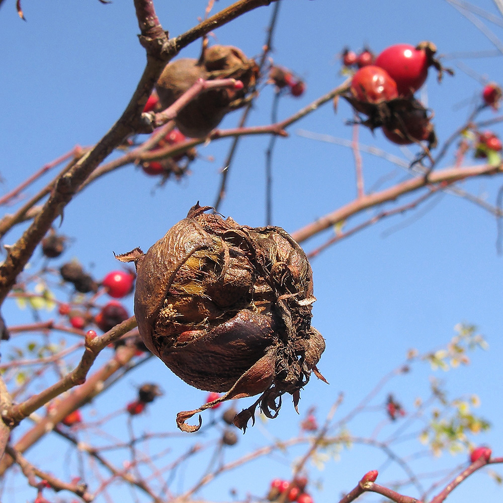 Image of Rosa iberica specimen.