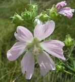 Malva thuringiaca