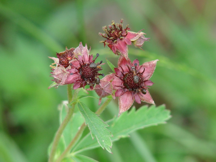 Image of Comarum palustre specimen.