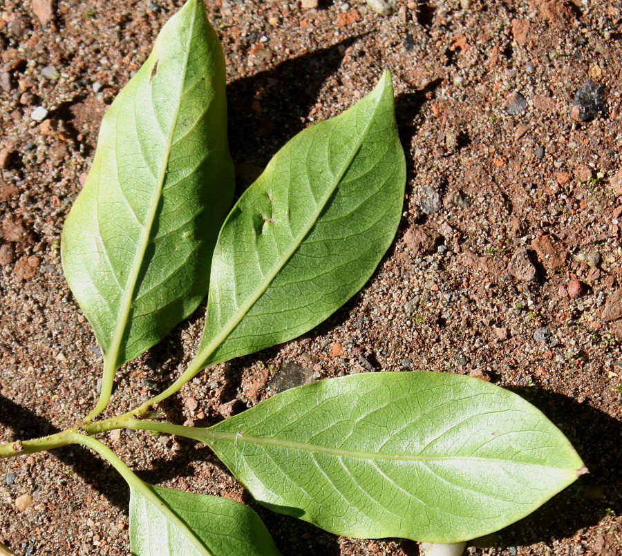 Image of Diospyros lotus specimen.