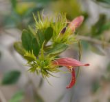 Trichocalyx obovatus. Верхушка ветви с цветком. Сокотра, вади Айхафт. 05.01.2014.