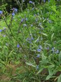 Cynoglottis barrelieri