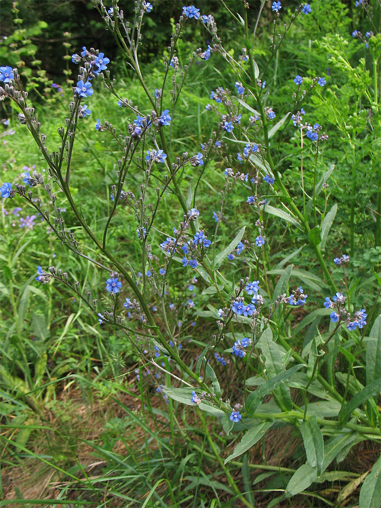 Изображение особи Cynoglottis barrelieri.