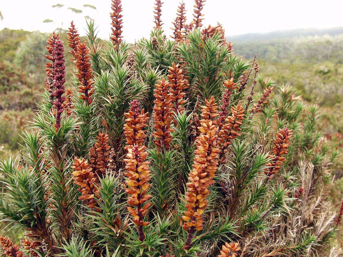 Image of Dracophyllum persistentifolium specimen.