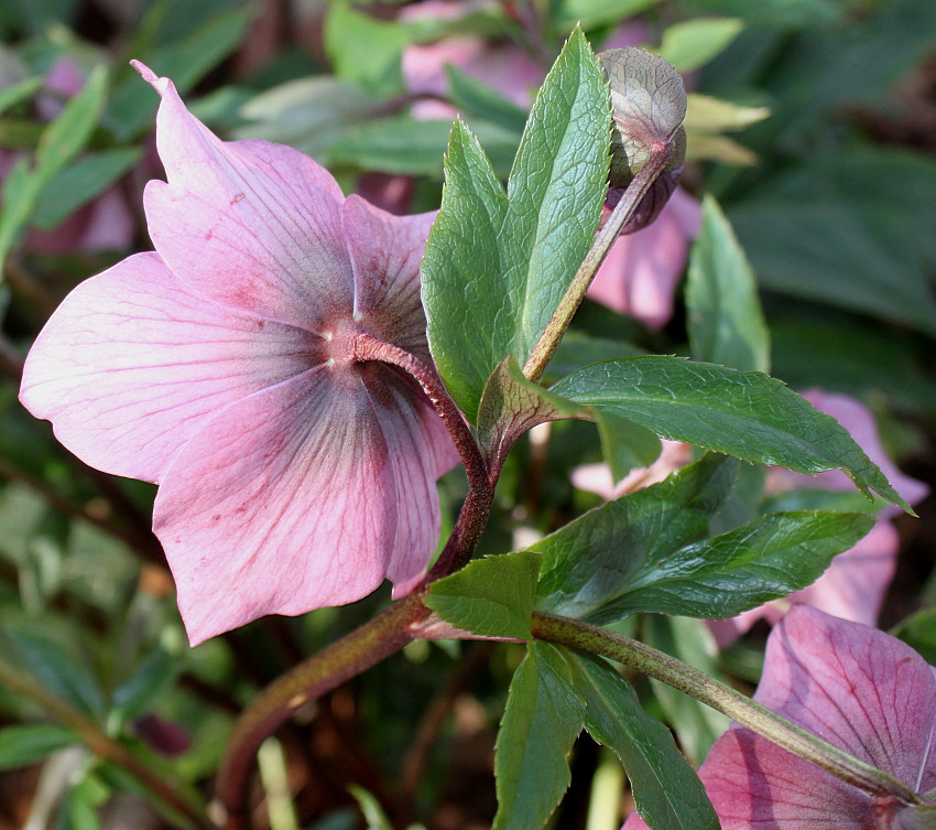 Image of Helleborus orientalis specimen.