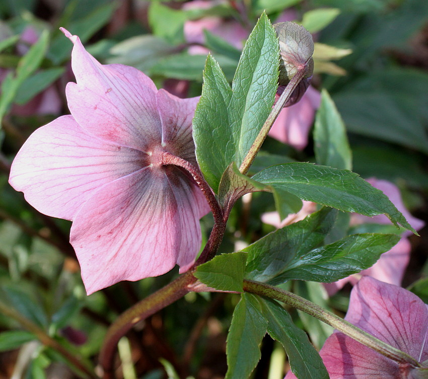 Изображение особи Helleborus orientalis.