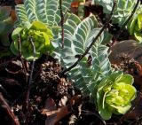 Euphorbia myrsinites. Верхушки побегов с развивающимися соцветиями. Германия, г. Дюссельдорф, Ботанический сад университета. 02.03.2014.