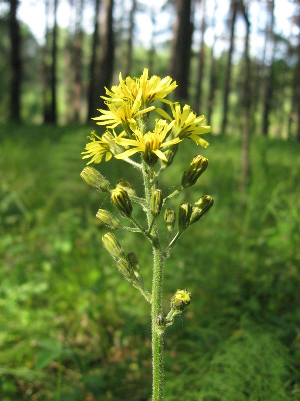 Изображение особи Crepis praemorsa.