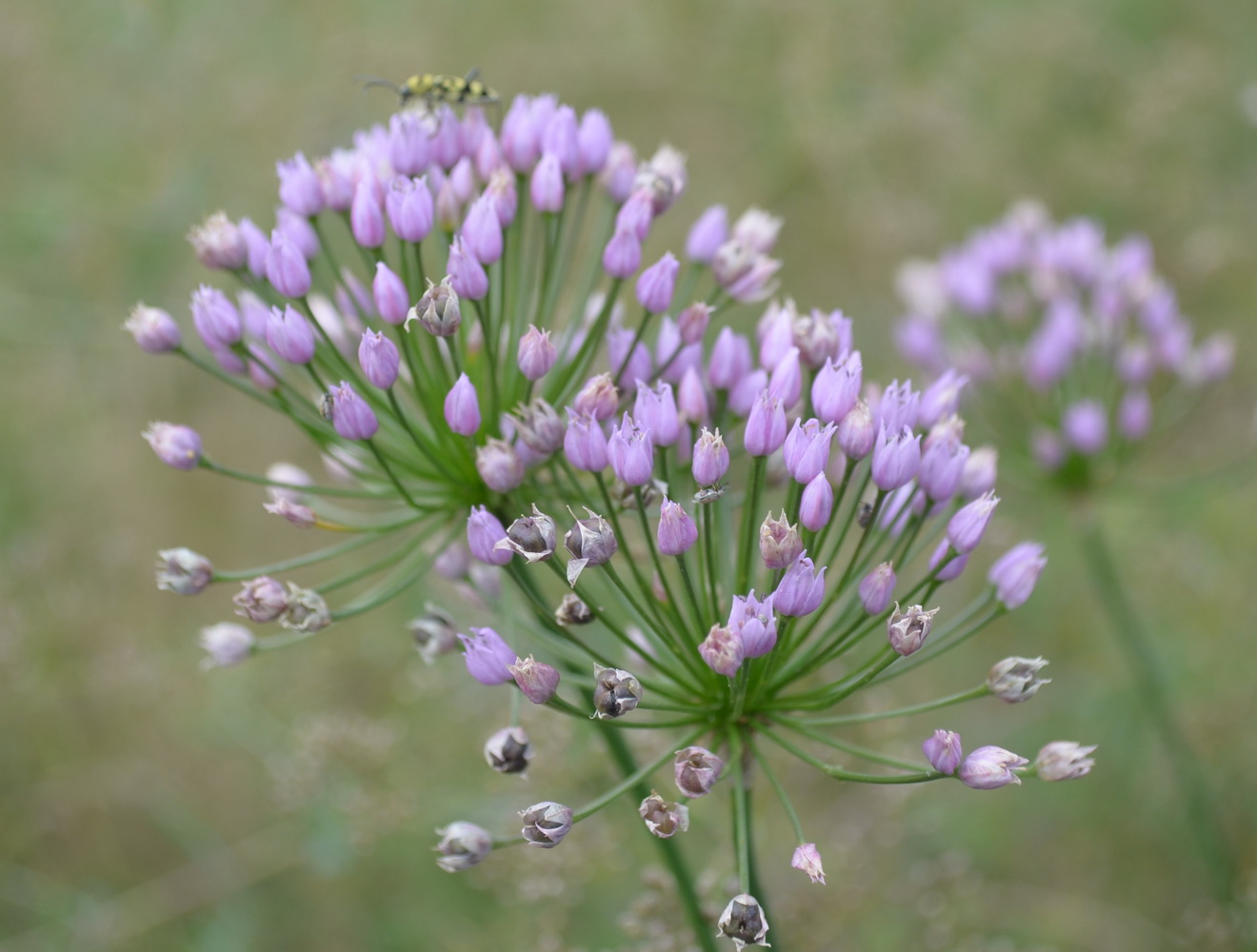 Изображение особи Allium angulosum.