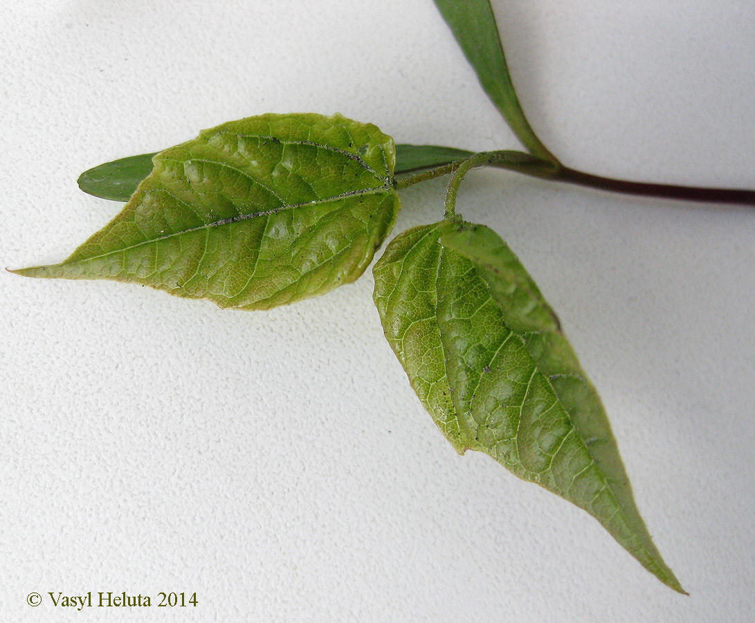 Image of Acer negundo specimen.