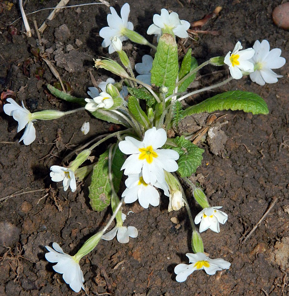 Image of Primula vulgaris specimen.