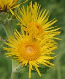 Inula helenium