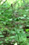 Carex vaginata