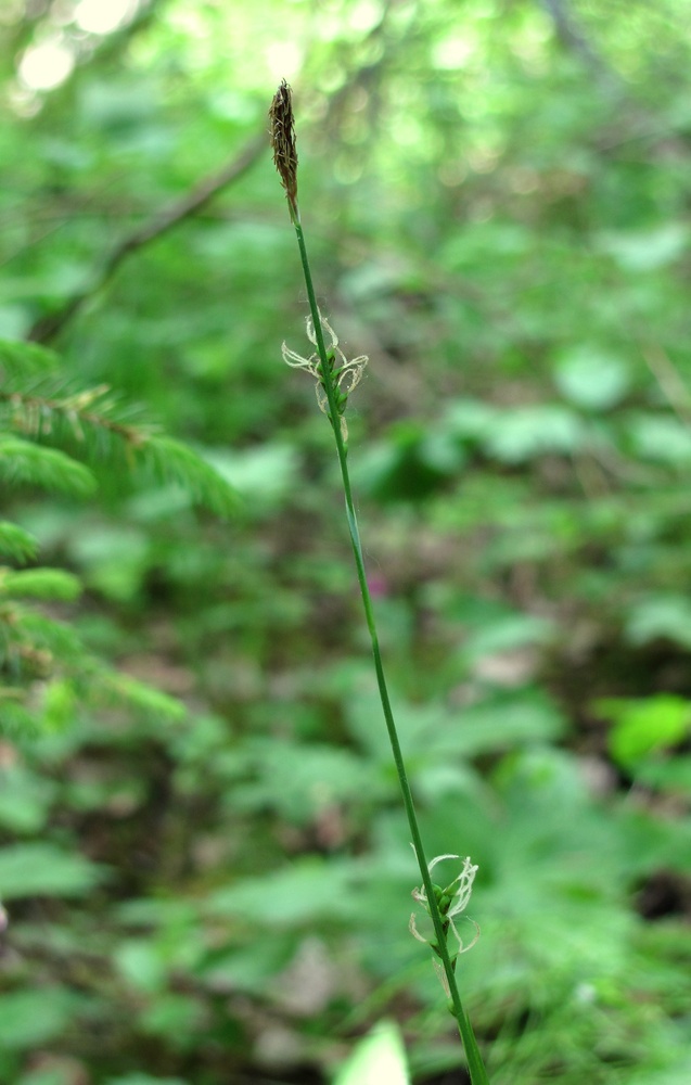 Image of Carex vaginata specimen.