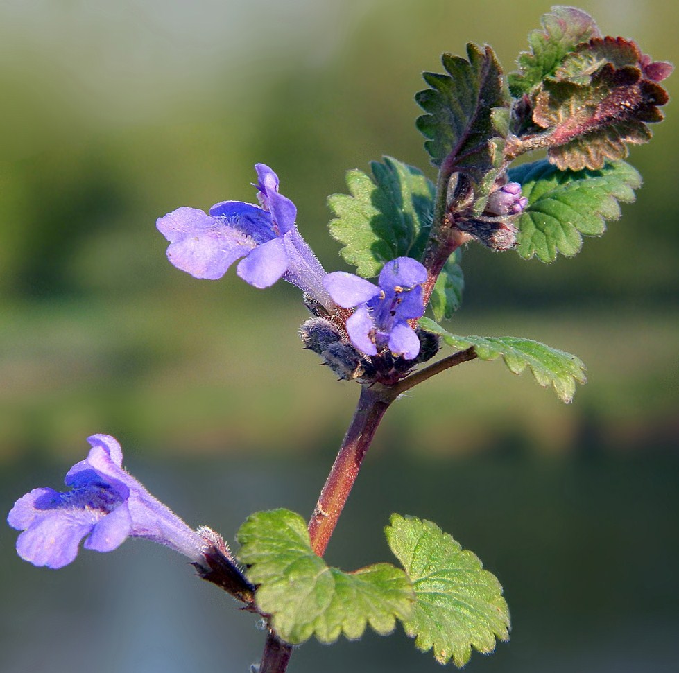 Image of Glechoma hederacea specimen.